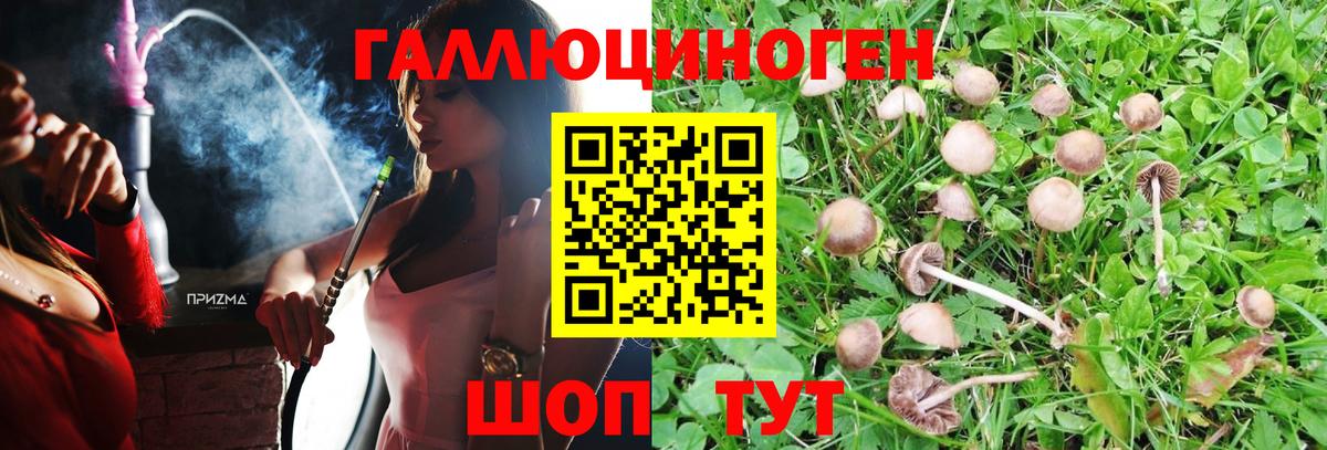 Псилоцибиновые грибы мицелий Елизово