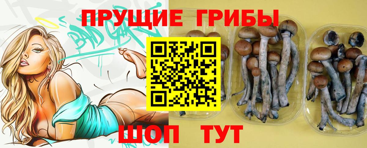 купить наркотики цена  Вход с VPN  Елизово  Псилоцибиновые грибы MAGIC MUSHROOMS 